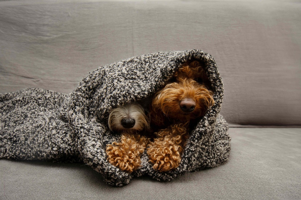 Így készüljünk az ünnepekre négylábú kedvencünkkel