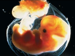 Embrió